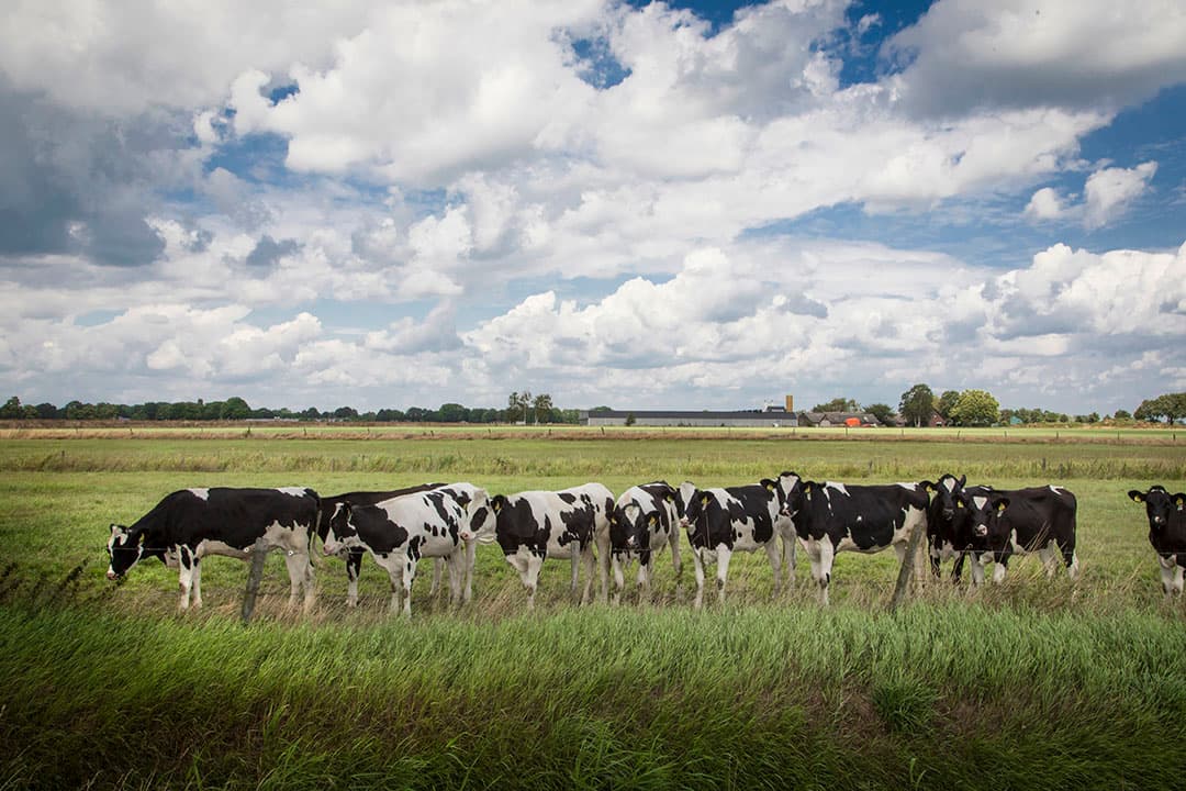 De jongvee-opfok is erg belangrijk. Zonder goede start geen hoge productie. Zo stelt familie Reinders. De kalveren krijgen op de top 8 liter melk, met 135 gram melkpoeder per liter.