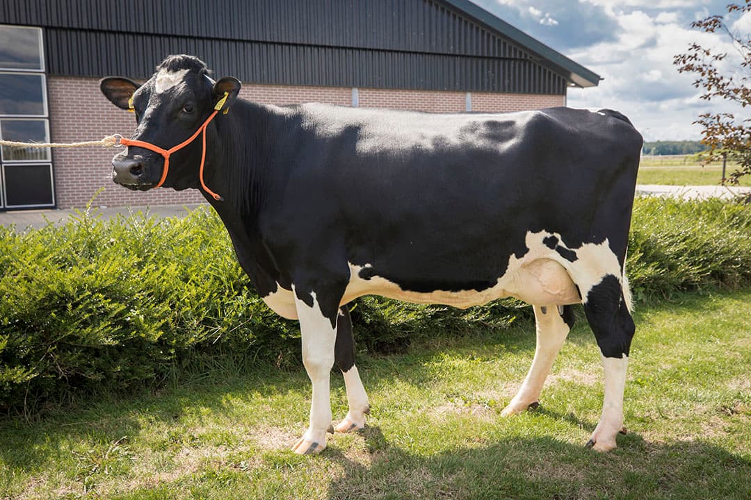 Het gemende rantsoen is fris en smakelijk. Door water toevoegen komt het drogestofpercentage van het rantsoen aan het voerhek uit op rond 35%.