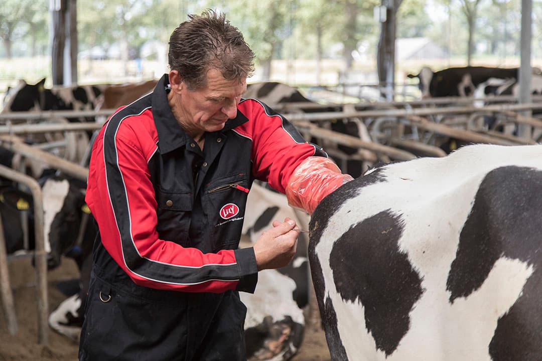 Het voeren van het gemengde rantsoen gebeurt met de Lely Vector.