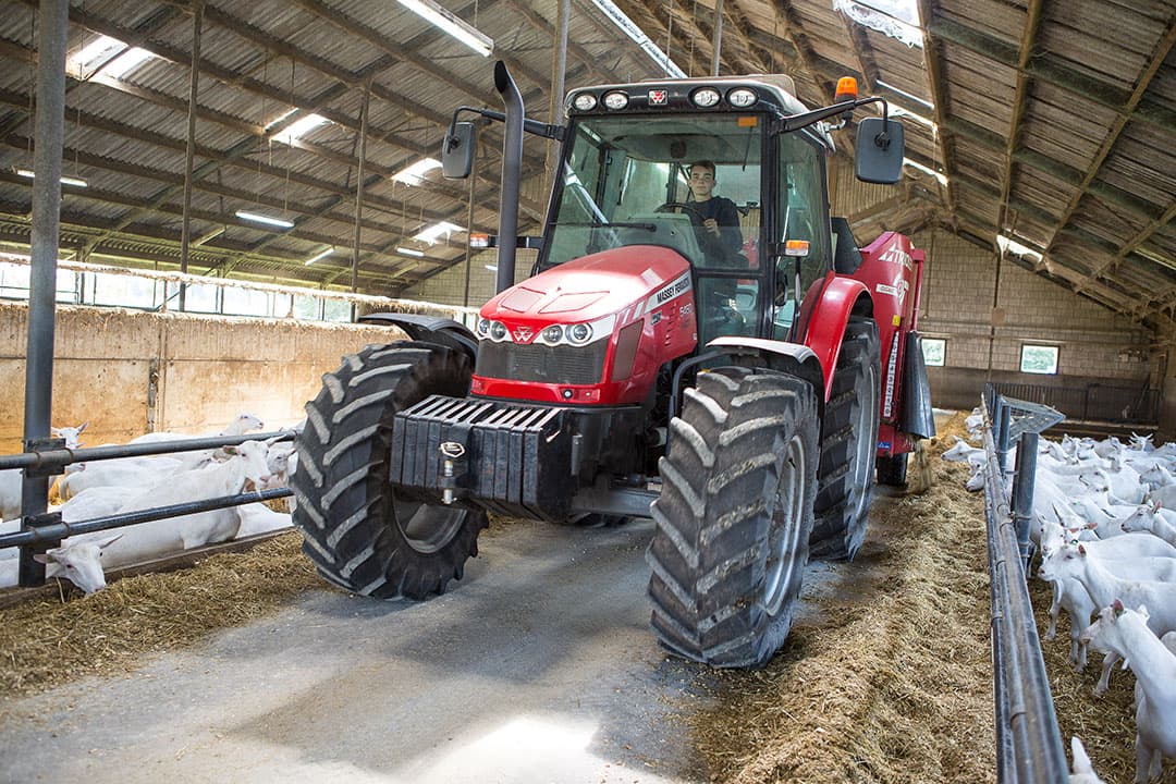 Voordelen van sorghum zijn een forse besparing op aankoop van voerstro en sorghum is fris en smakelijk voer voor geiten.