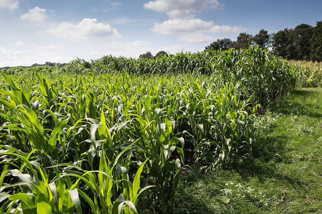 De vennoten telen voor het tweede jaar sorghum, dat als strovervanger het maisrijke geitenrantsoen goed aanvult.
