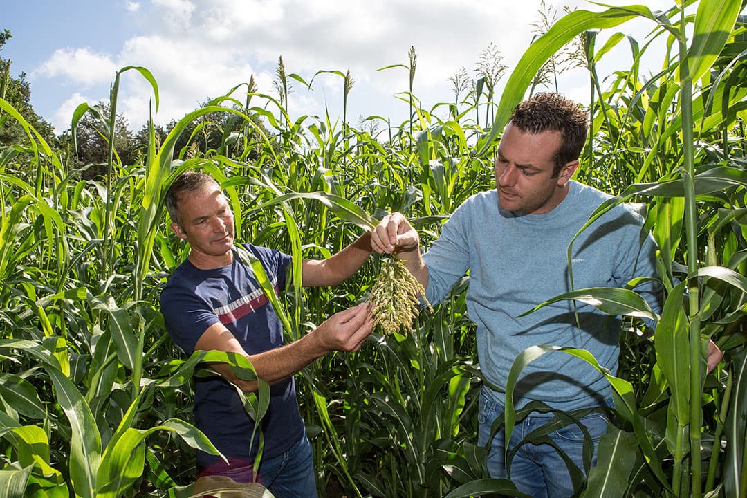 Door de ervaring met de sorghumteelt in 2018 staat de sorghum bij Van Bakel er dit jaar (op 7 augustus) beter voor.