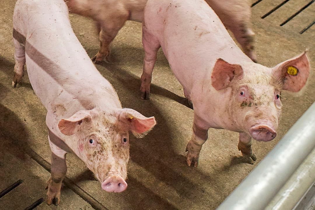 Foto: Van Assendelft