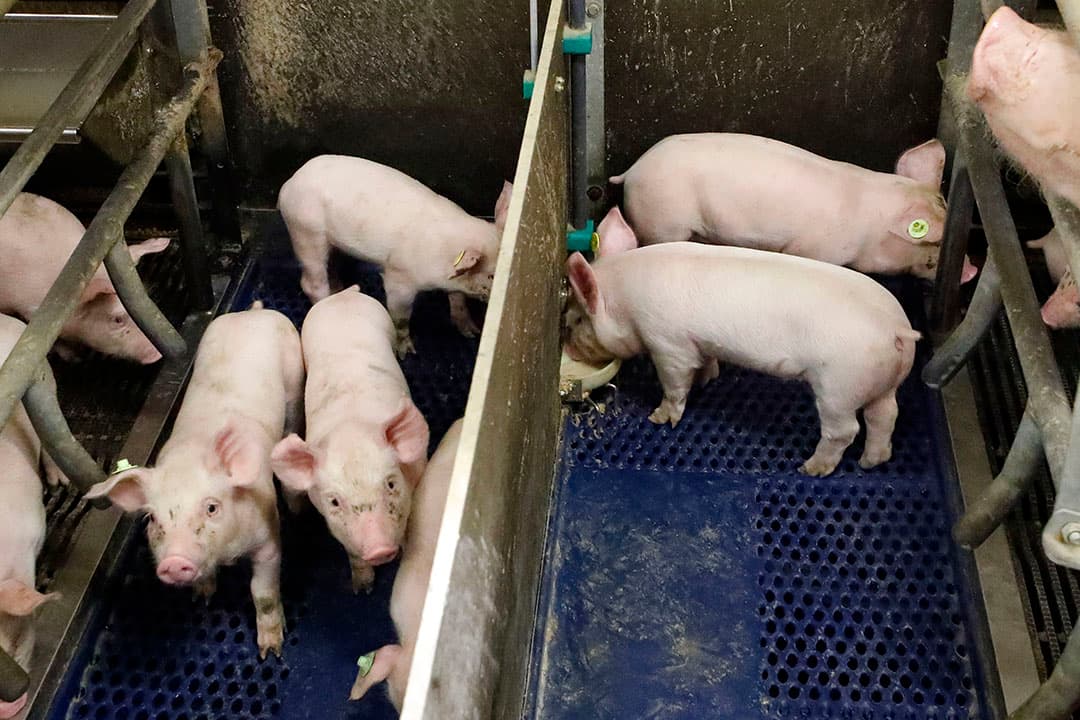 De aandacht die de zeugenhouder besteedt aan voeropname voor het spenen betaalt zich terug in een hogere voeropname en groei na het spenen. Brijvoer is, alleen als hygienisch gewerkt wordt, het meest ideaal.