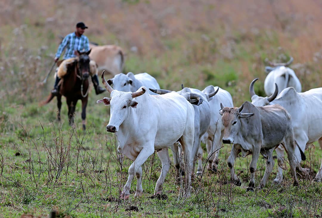 Een Paraguyaanse cowboy drijft rundvee op. De grote rundvleessector in het land ziet de Mercosur deal wel zitten.