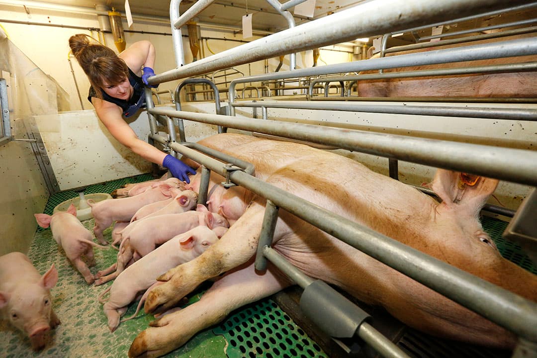 De keuze voor het type genetica kan invloed hebben op de arbeidsbehoefte van een zeugenbedrijf. Met name de hoeveelheid zorg in de kraamstal is een belangrijke factor. - Foto: Henk Riswick