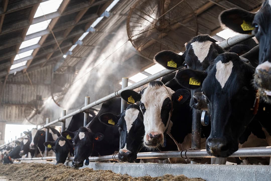 Het jaarlijkse oogstfeest in Onstwedde (Gr) is voor de regio een begrip. Veel ouderwetse machines en trekkers zijn daar, velen nog werkend te zien. - Foto: Koos van der Spek