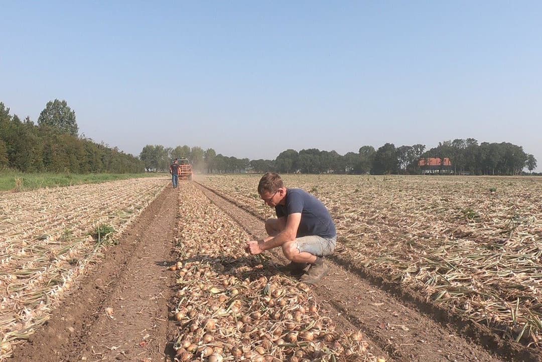Nico Bosscher, chauffeur bij Van Unen, is hier aan het rooien met een Keulmac 2,25 meter uienrooier-combinatie die dit jaar met de eerste meters is begonnen. Samen met Fokke de Boer van Van Unen wordt de rooier afgesteld en in bedrijf genomen.