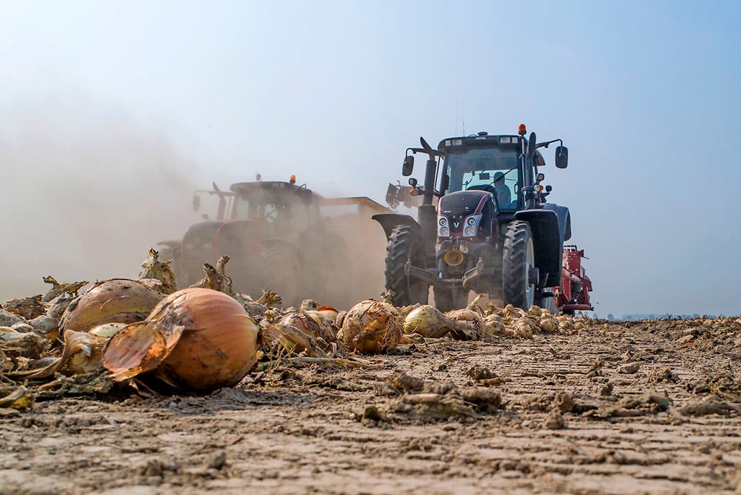 Vleesvee in het Franse Vieux-Berquin, zo'n 40 km ten noorden van Lille, krijgen stro te vreten in het veld. De boeren hebben daar, net als vorig jaar, te maken met grote droogte en daardoor een tekort aan voer voor het vee. - Foto: AFP