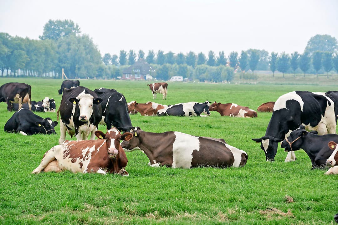 De luchtwasser à ¬ 100.000 was prijzig, maar het voordeel is dat Bakker gewone roosters mocht leggen. Een emissiearme vloer was nauwelijks goedkoper geweest, omdat die dan ook in het oude staldeel verplicht was geweest. Bovendien vindt Bakker de voordelen van zo n vloer beperkt.