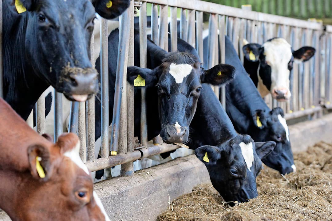 De droge koeien, met daarachter het jongvee. In het jongveegedeelte van de stal had Bakker achteraf graag 20 boxen extra gemaakt voor de jongste dieren. Dan zouden ze beter liggen.