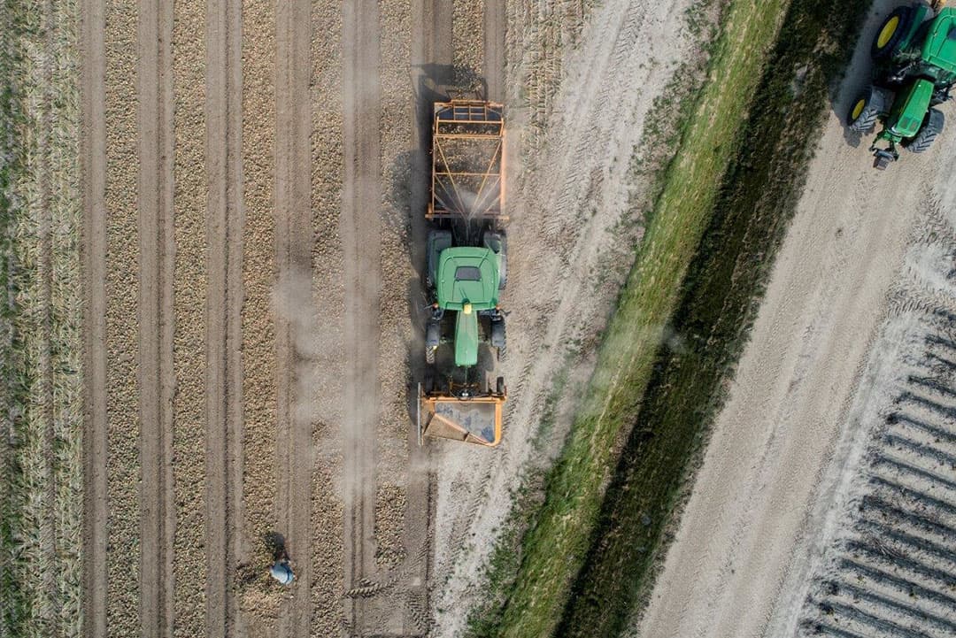 Bij Marknesse is Roel Hellinga uit Marknesse 3 ha uien aan het laden bij Arjan Swieringa uit Marknesse, bestemd voor de zaadwinning-teelt.