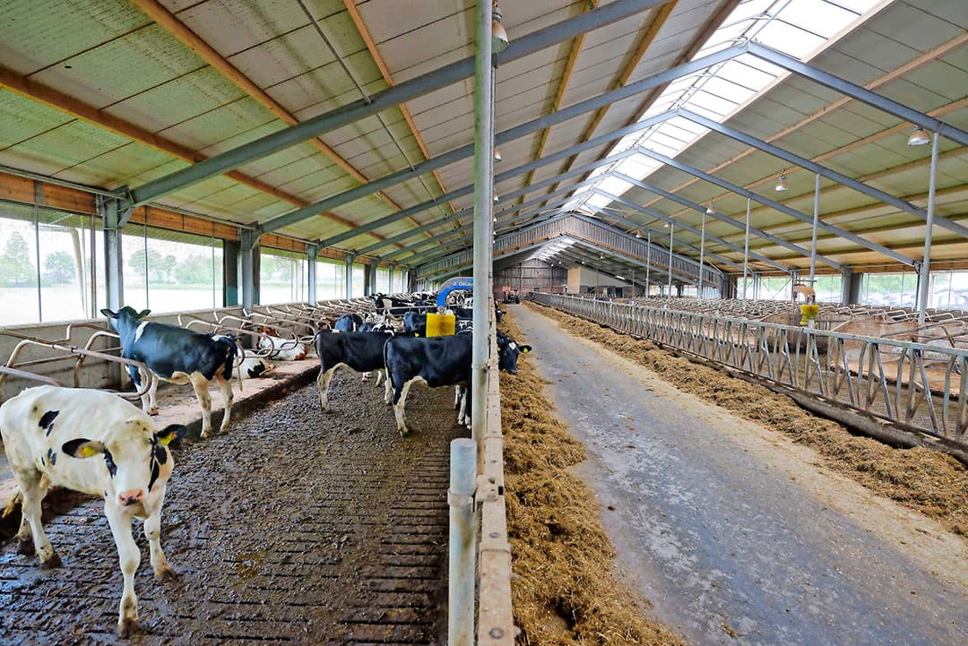 Bakker bouwde in 2015 niet emissiearm, maar koos voor een chemische luchtwasser. Die keuze pakt goed uit. Hij merkt het vooral aan het jongvee. Als er jonge dieren in de stal komen, krijgen ze geen luchtproblemen. Dat is in andere stallen nog wel eens anders.