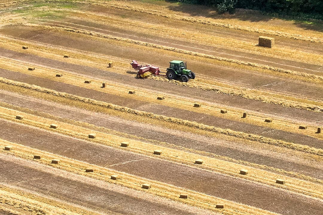 In Zuid-Afrika groeit het raapzaad in grote oppervlakten bij elkaar. Maar het areaal geschikte landbouwgrond in het land neemt af. Droogte en onveiligheid in de plattelandsgebieden zorgen ervoor dat de landbouwproductie afgelopen seizoen (het is daar nu eind winter) met 13% daalde. - Foto: ANP