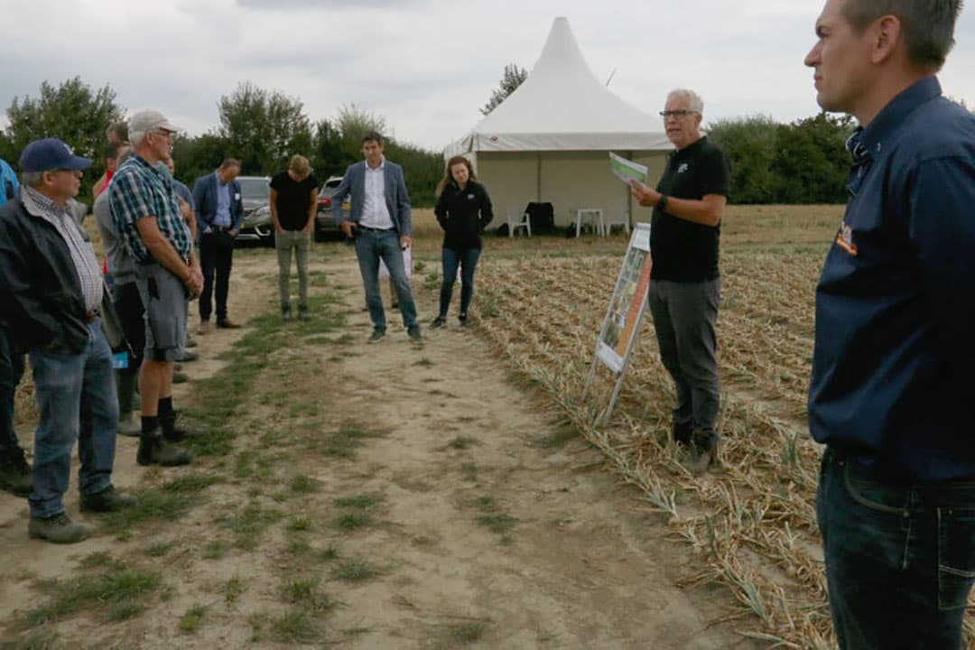 Dat een regelmatige watertoevoer het verschil kan maken blijkt wel uit dit beeld. Links met druppelirrigatie en rechts zonder. De uien met druppelirrigatie zijn duidelijk groter.