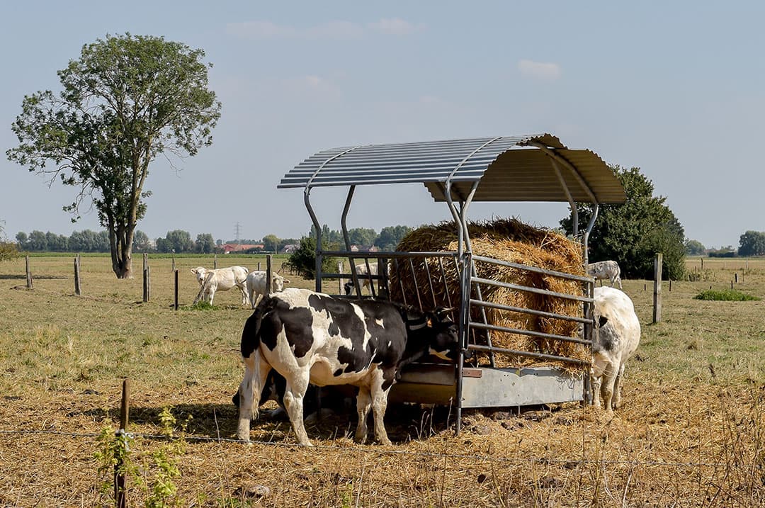 De zwarte mosterd ligt achter de combine op het zwad. Een klusje van 28 hectare, de opbrengst met anderhalve ton per hectare noemt akkerbouwer André Edens in het Groningse Nieuw-Beerta goed. - Foto: Koos van der Spek