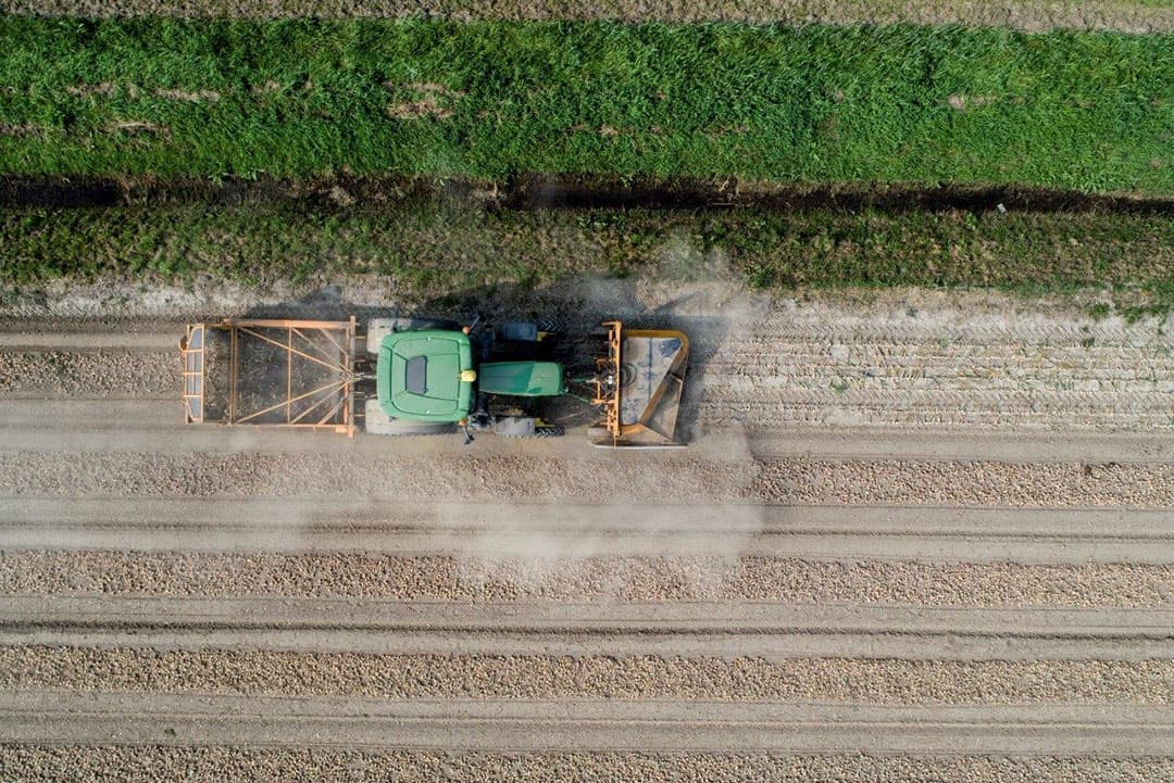 Pink Root is zichtbaar aan de wortels die roze verkleuren. Planten met ernstige infecties lijken aan voedingsgebreken of droogte te lijden en de bladeren worden wit, geel of bruin, te beginnen bij de punten en gaan uiteindelijk dood. (Bron: Seminis)