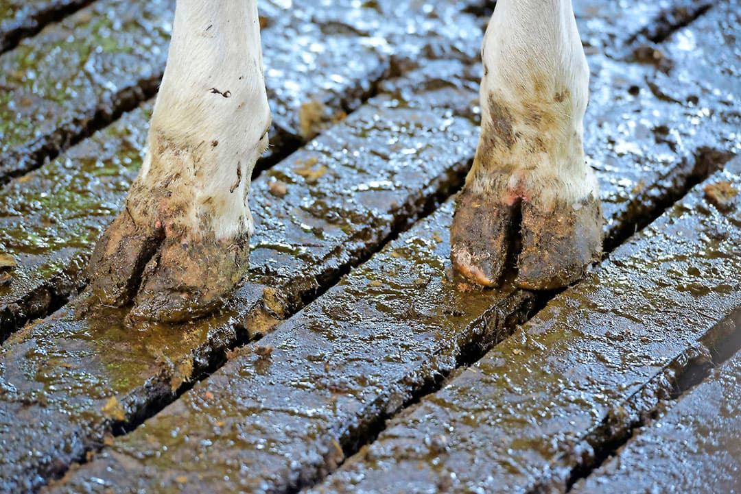 Een aanpassing: bij de uitloop van de melkstal heeft Bakker rubber op de roosters geplaatst. Datzelfde heeft hij in de wachtruimte gedaan. Bakker deed dit puur voor de klauwen. Rond de melkstal is het immers het drukst.