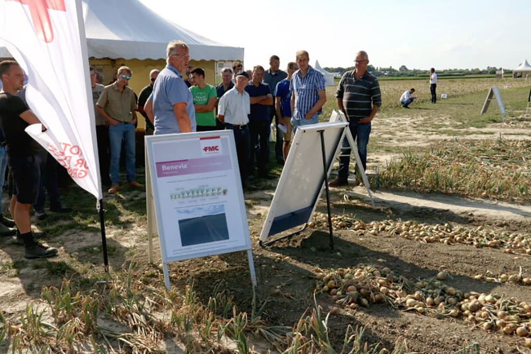 Een ander systeem waar ook met brede banden gerooid kan worden is de rooier van VSS Amac. Hier wordt voor de trekker het gehele bed met schijven gerooid en worden de uien met verticaal geplaatste transportmatten naar het midden gevoerd. Achteraan de trekker worden de uien geraapt, over zeefmatten geleid en op zwad gelegd.
