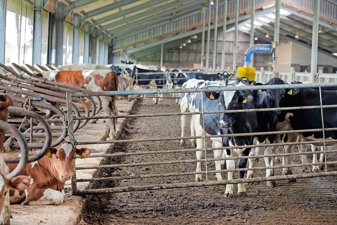 Een fraai plaatje: weidegang in het Noord-Hollandse landschap. Bakker heeft een huiskavel van 23 hectare. Alle overige grond ligt aan de andere kant van de weg, maar wel binnen een straal van één kilometer.