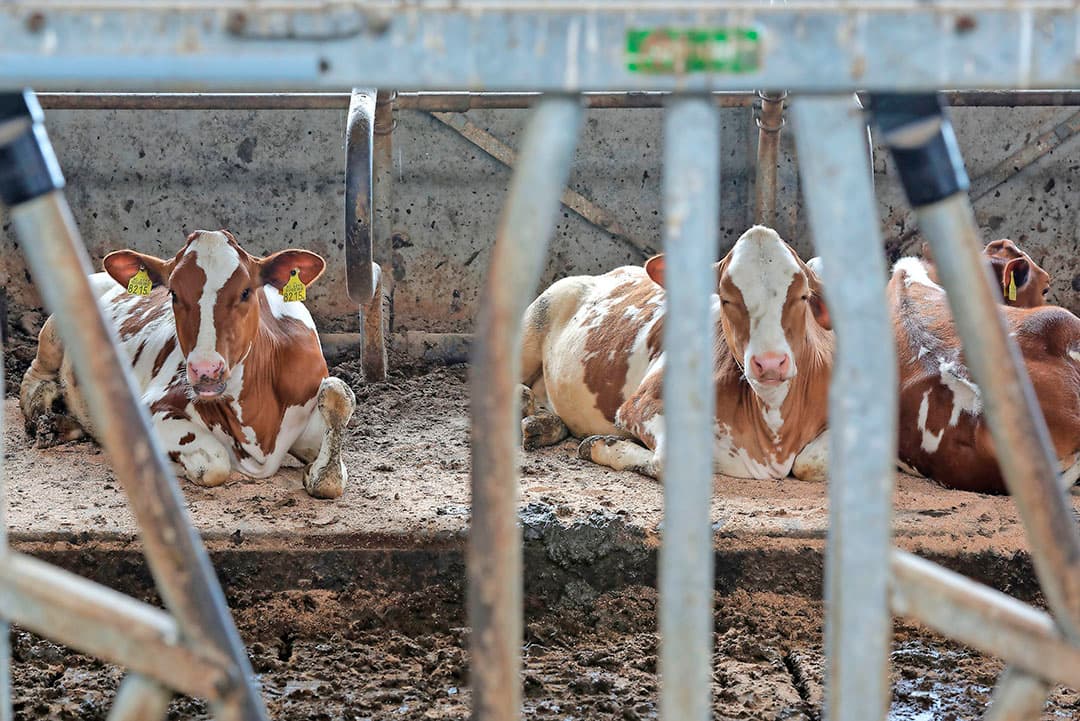 Een JOZ-mestrobot houdt de roosters schoon. Qua capaciteit is de grote stal geen enkel probleem. Bakker merkt wel dat hij soms een kreupele koe heeft door de robot; zo n tien per jaar. De koeien trappen dan op de schuif en lopen zo inwendige kneuzingen op. Al leidt dat gelukkig niet tot uitval.