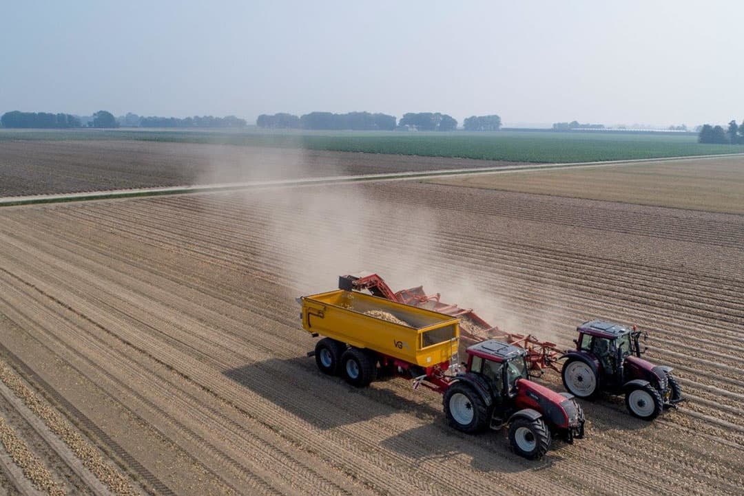 Swieringa teelt de uien tegen een ha-vergoeding en dan is de opbrengst niet het belangrijkst. Hij teelt voor zaadbedrijf Hazera en die kijkt welke rassenlijnen voor hen geschikt zijn. Opbrengsten varieerden in het verleden tussen de 30 en 85 ton, afhankelijk van de ouderlijn.