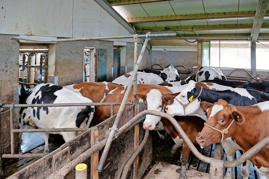 De mestgang voor de melkstal is de wachtruimte. Het melken gebeurt in een 2x8-zij-aan-zij uit 2001. Bakker is tevreden over het (arbeidsintensieve) systeem. Met hulp van zzp ers (als vervanging van zijn broer) is dit goed te doen. Robots zijn voorlopig niet aan de orde.