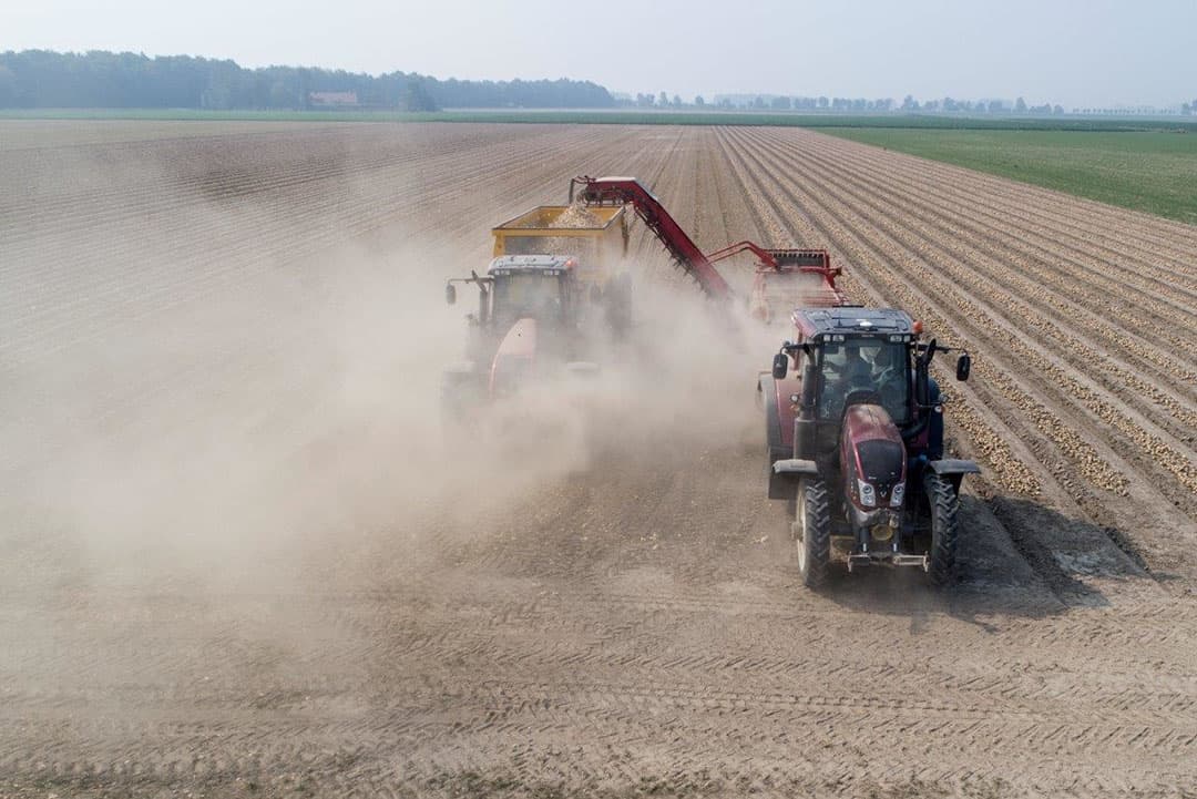 De kippers met uien worden bij Hellinga op het erf in kisten gezet. Swieringa: "Ik heb 2 verschillende ouderlijnen (mannelijk en vrouwelijk) vermeerderd dit jaar en zorg ervoor bij Hellinga op het erf dat de loslijn schoongemaakt wordt voor het tweede 'ras' erover gaat. De uien gaan naar Waterman die ze droogt en sorteert."