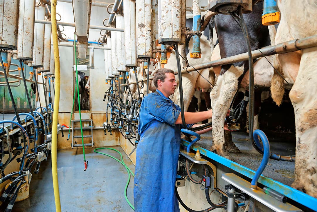 In de eerste 2 jaar na de ingebruikname van de stal steeg de melkproductie van 8.000 tot 10.000 kg per jaar. Inmiddels is dat weer 9.000 kg per jaar. Regelgeving is de enige reden. Met de huidige productie zit Bakker een staffel lager, er hoeft geen fosfaat bij.