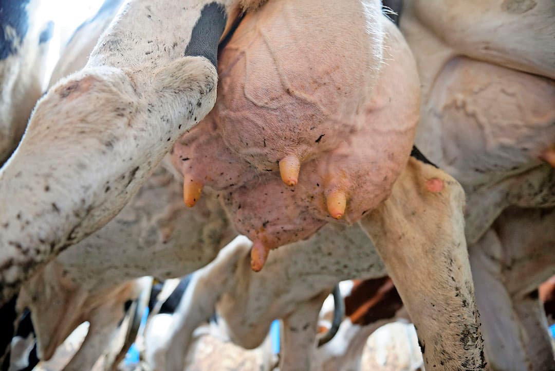 Tegelijkertijd geldt dat de praktijk niet zo weerbarstig is. Het jongvee ligt dan wel  schots en scheef  in de grootveeboxen, maar ze liggen gewoon in de boxen met matrassen en zaagsel. Er zit geen damslaper tussen, merkt Bakker.