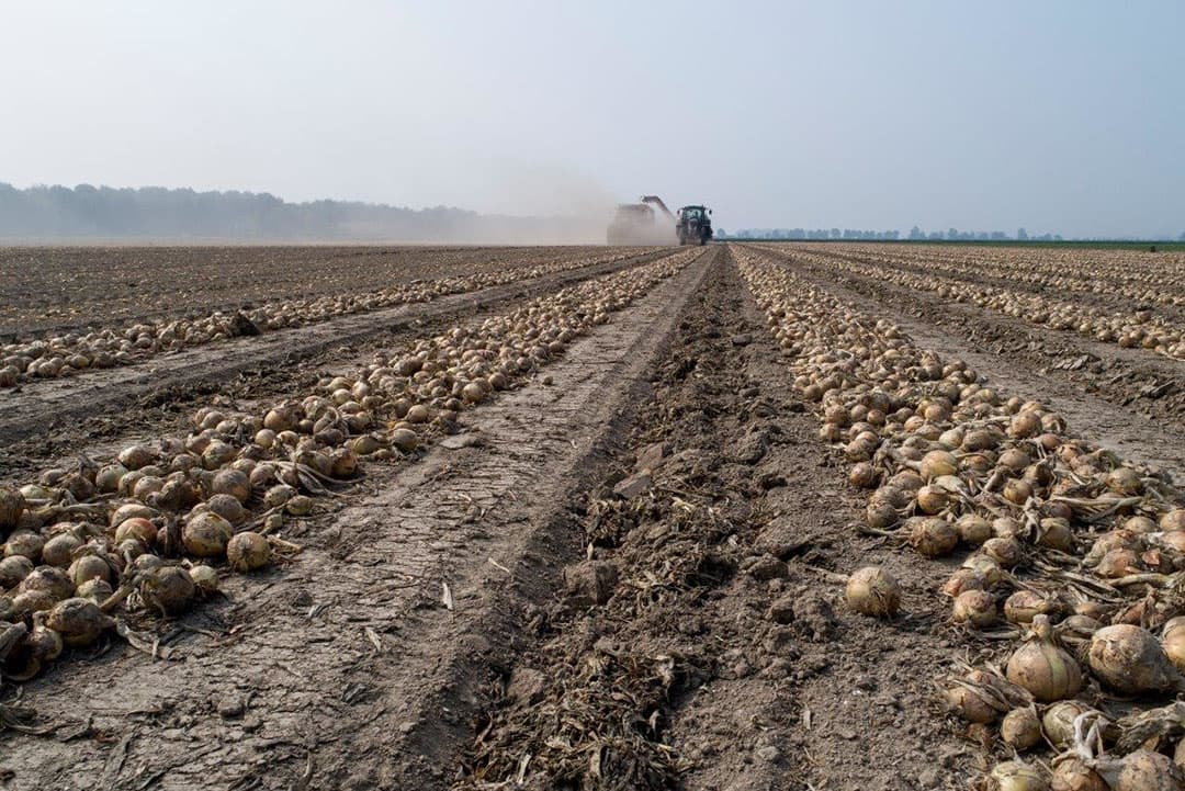 Mts Bonnema Hiddema uit Ens laat loonbedrijf van Unen uit Emmeloord hun eerste percelen zaaiuien van het ras Hysky rooien bij Emmeloord. Totaal teelt Bonnema 20 ha van dit ras en nog 3 ha Rode uien van de rassen Rood Kamal en Red Baron. - Foto's: Sytze Bakker