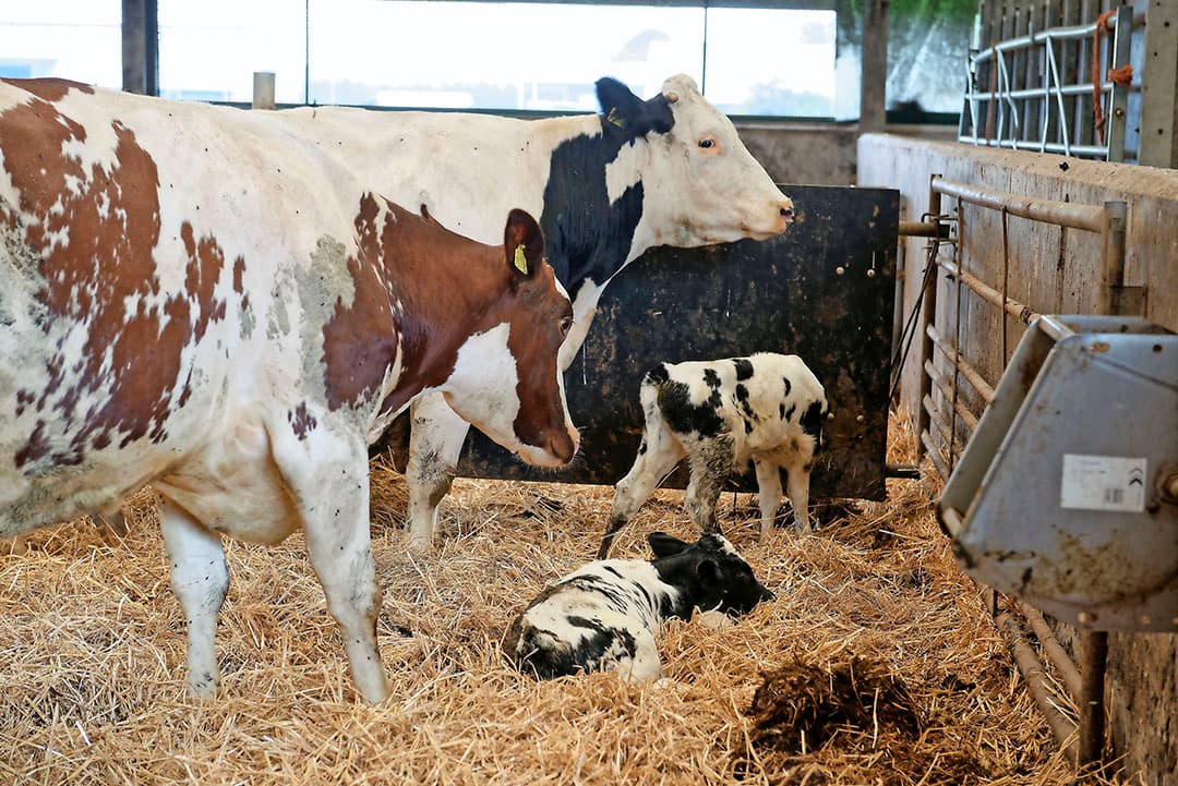 In 2015 was het plan van Bakker en zijn broer om de stal in 2017 vol te hebben. Dat bleek door fosfaat niet haalbaar. Op het hoogtepunt hadden de broers 230 koeien en 120 stuks jongvee. Er zijn uiteindelijk 35 koeien naar het slachthuis gegaan.