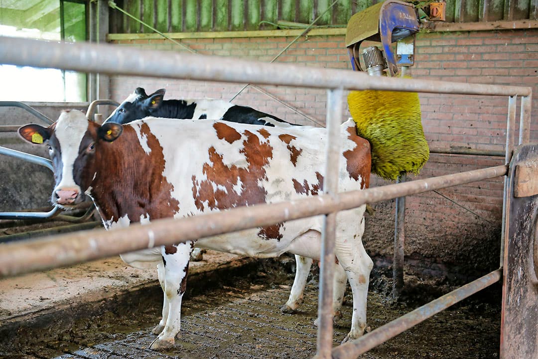 Aan koecomfort is ook gedacht. Er hangen verschillende automatische koeborstels in de stal.