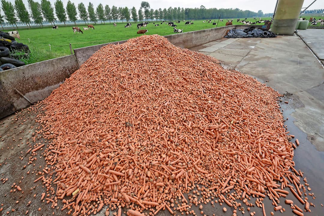 In 2015 verlengde Bakker samen met zijn broer de bestaande ligboxenstal, die aan de Maatlat Duurzame Veehouderij voldoet. Zo ontstond capaciteit voor 250 melkkoeien. De melkstal   een 2x8-zij-aan-zij- bevindt zich in het oude gedeelte (voor).