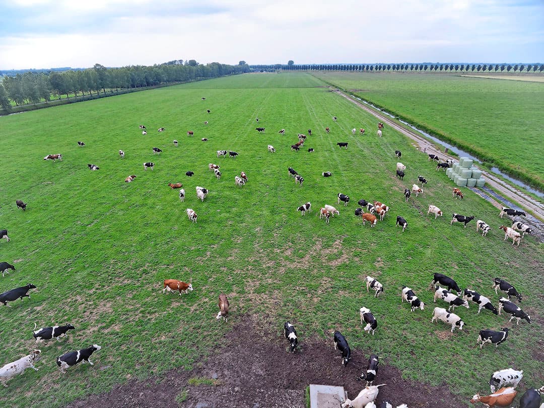 Het jongvee kwam  thuis . En omdat Bakker geen jongveestal heeft, heeft hij een deel van de ligboxenstal voor jongvee ingericht. Die dieren liggen wel in grootveeboxen. Ook kocht Bakker in 2018 fosfaatrechten aan. Nu is er een volledige stalbezetting.