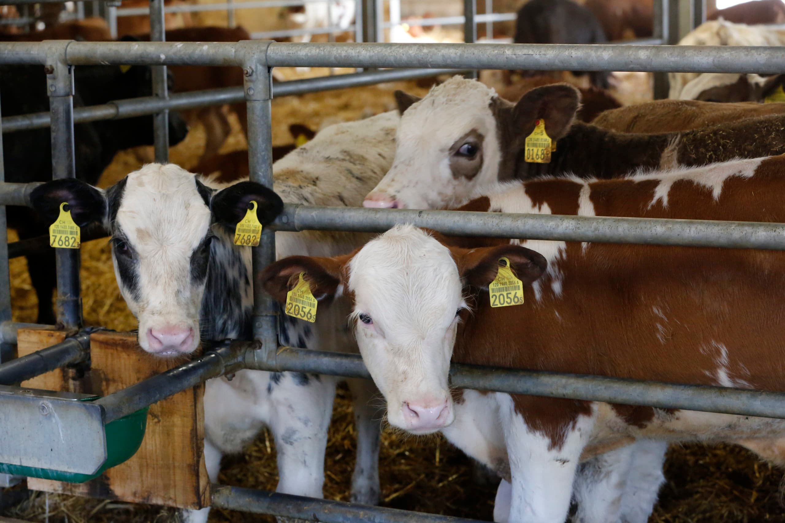 Daling aantal kalverplaatsen, onzeker met hoeveel