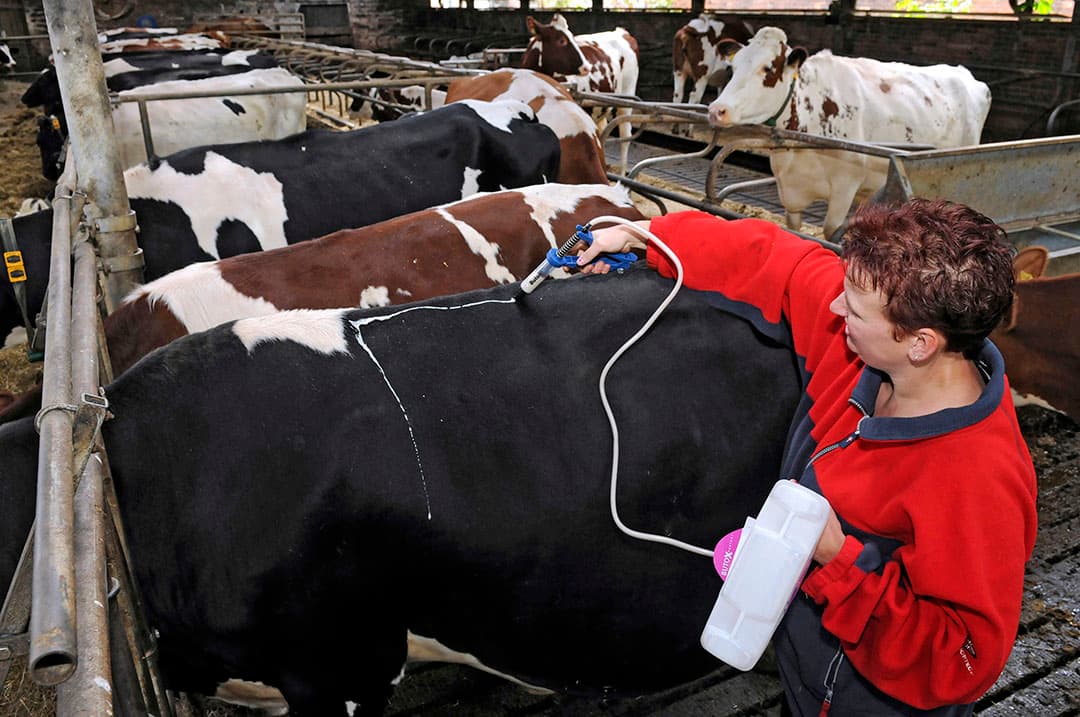 Goede vliegenbestrijding door middel van een pour-on middel of oorflappen voorkomt verspreiding van de parasiet. - Foto: Marten Sandburg