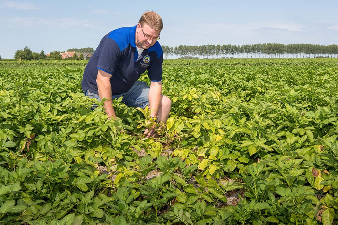 Het aardappelloof van de Melody's van akkerbouwer Nils van Tilbeurgh is vergeeld door de droogte. Dit perceel is twee maal beregend. Het schiereiland Tholen is zo ongeveer de enige locatie in Zeeland waar dit kan uit oppervlaktewater.