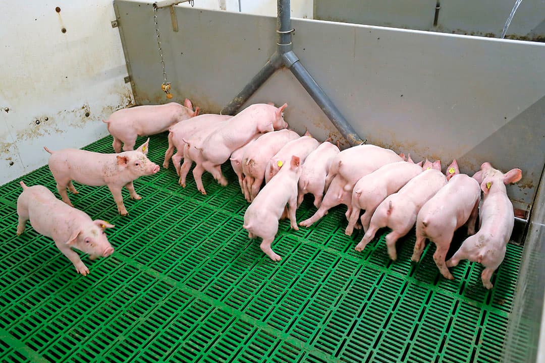 Bij biggenexport naar Duitsland is bij castratie napijnbestrijding nodig.
