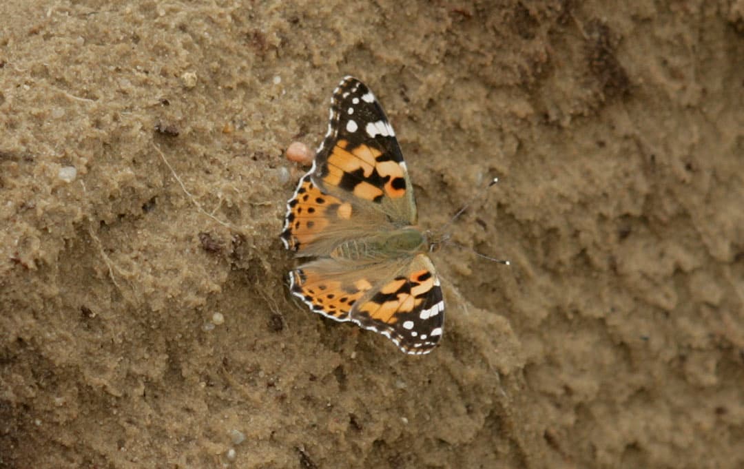 Foto: Jan Willem Schouten