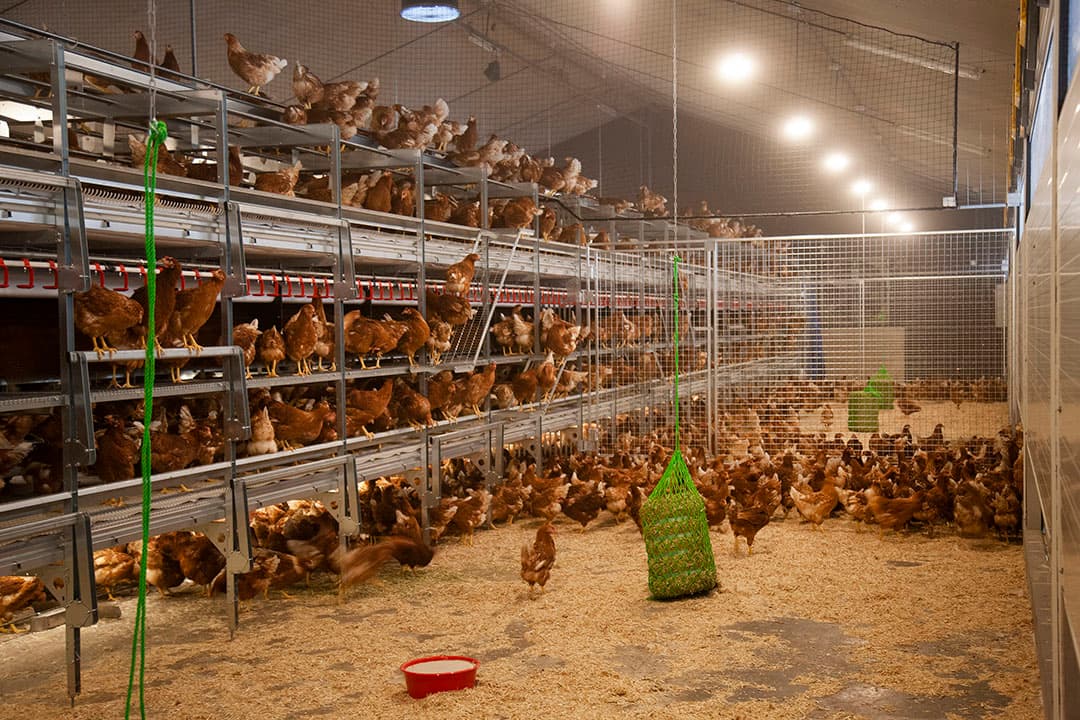 Een nieuw koppel hennen in de aangepaste stal van Bots in Wedde (Gr.). - Foto: Hans Banus