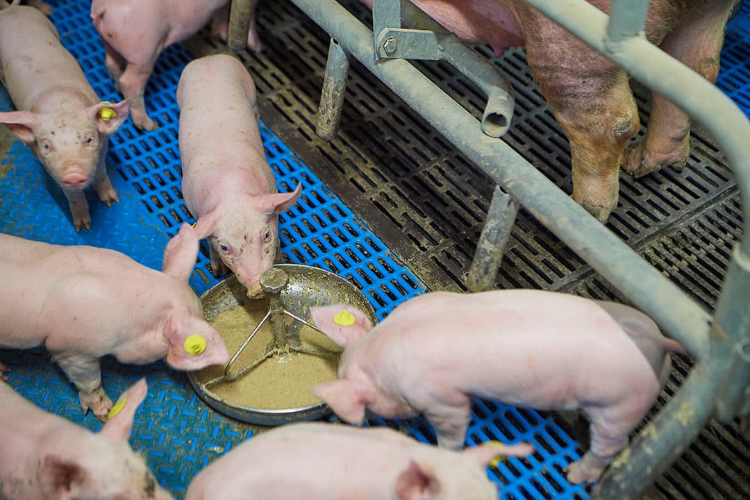 Foto: Van Assendelft Fotografie