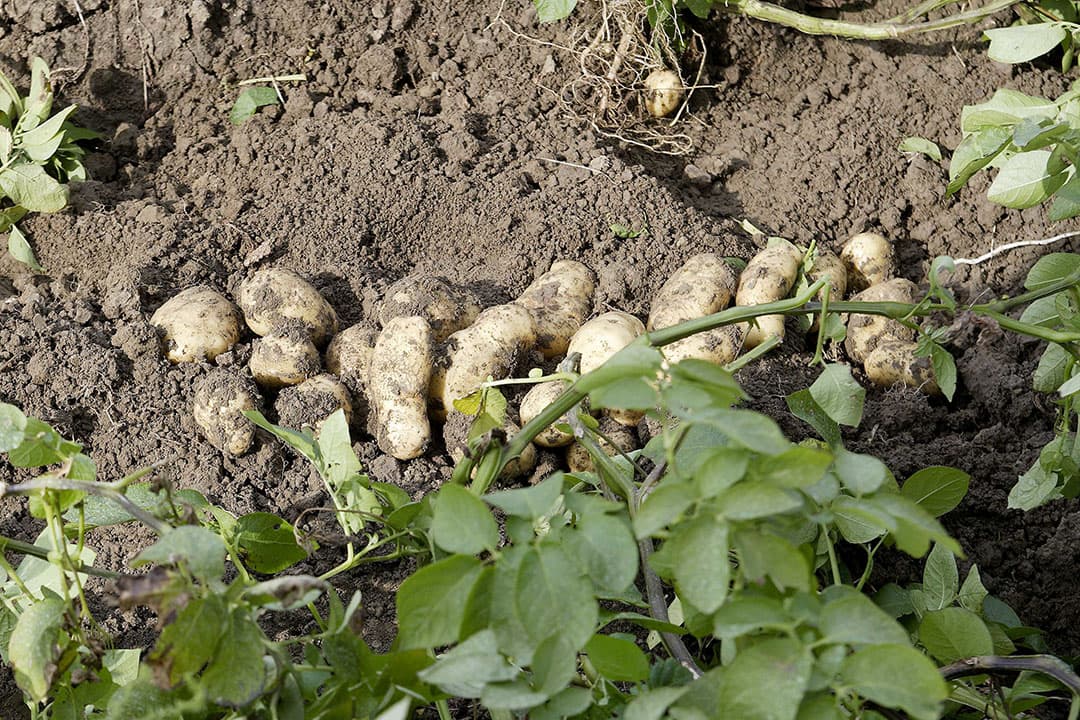 Foto: Hans Prinsen