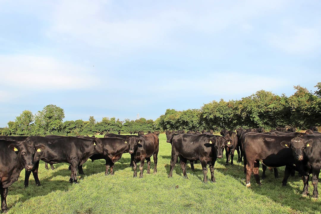 Foto: Boerderij