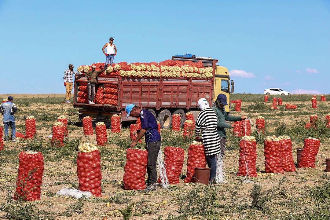 Akkerbouwer Harm Engel Mellema is in het Groningse Scheemda begonnen met de oogst van het koolzaad. Hij heeft de combine aangepast op de oogst van het koolzaad om zoveel mogelijk product van de plant te kunnen halen. -  Foto: Koos van der Spek