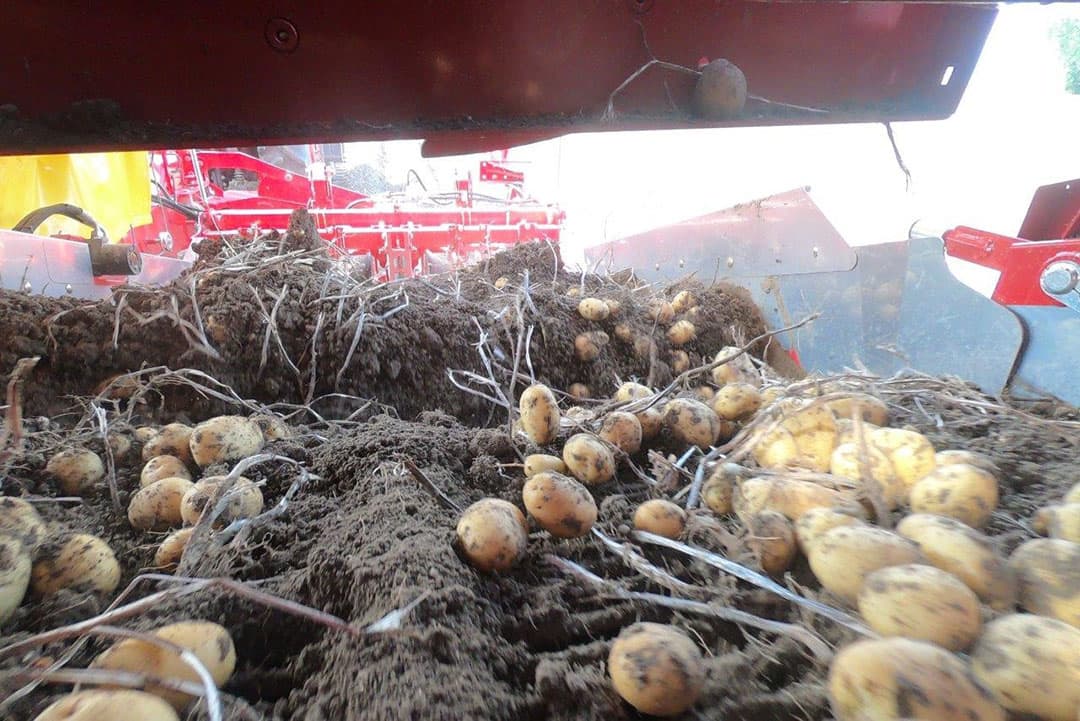 De chauffeurs lossen binnen in de grote hal. De stortbak heeft de mogelijkheid  de aardappelen voor te sorteren.