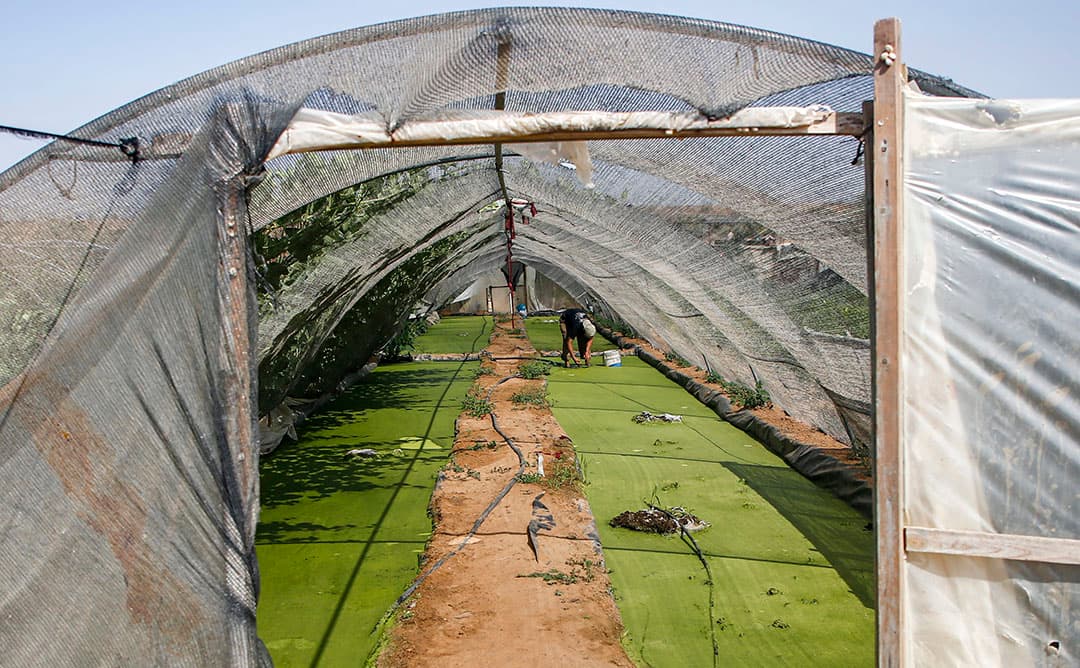 In de Veenkoloniën is het nog altijd erg droog. Terwijl sommige delen van Nederland deze week best wat regen hebben gehad, is de aanbik van deze aardappelen om te huilen - Foto: Koos van der Spek