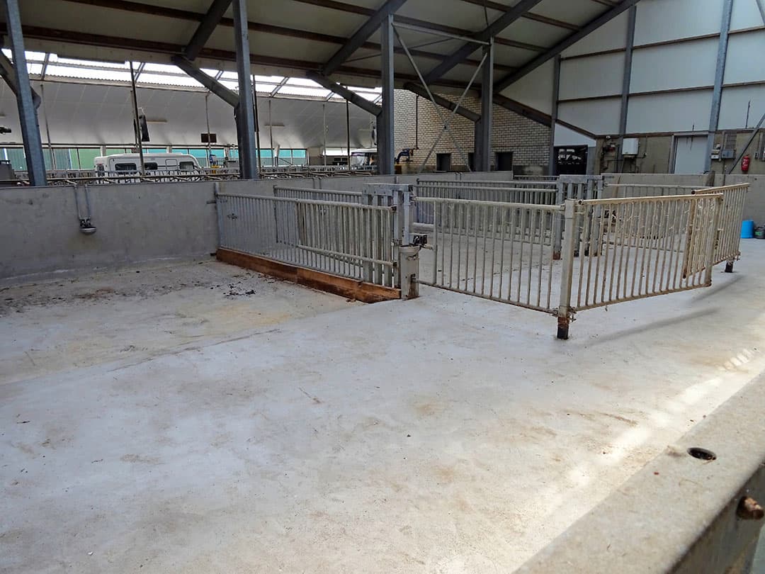 Dit is het jongveegedeelte van de stal. Er is capaciteit voor 60 dieren.
