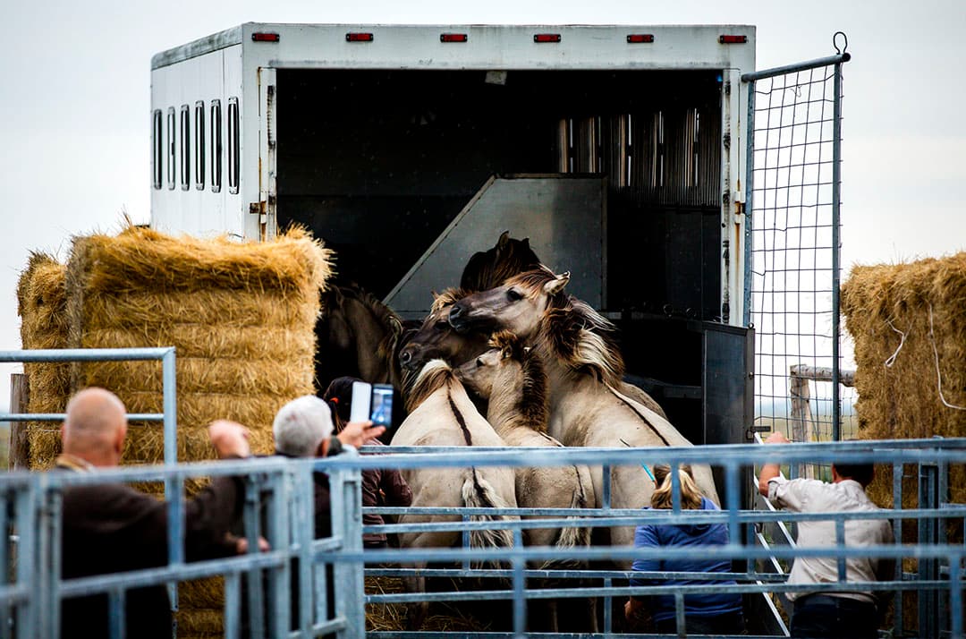 Een kalf zet zich schrap. Twee dames hebben de grootste moeite om het tegenstribbelende dier naar de veeshow van de Iowa State Fair te brengen. Op dit jaarlijkse evenement komen alle facetten van het boerenleven in de Amerikaanse staat langs: van countrymuziek en lokale producten tot de melk- en vleesveeshow. - Foto: Reuters