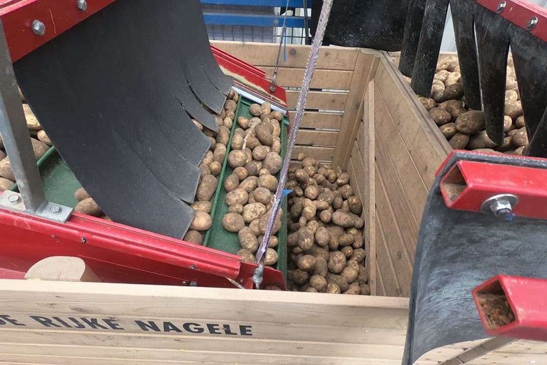 Door gefreesde waterafvoergeulen voor het perceel blijven aan het eind wel eens wat aardappelen liggen. Een medewerker raapt deze op voordat ze worden plat gereden.